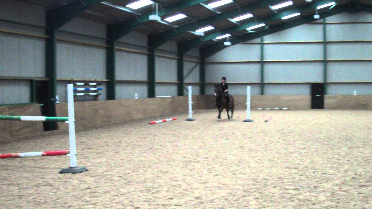 BSJA showjumper for sale - YouTube
