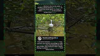 This Caiman's Stealth Attack Will Keep You on Edge! 🐊🐦 #shorts#caimanattack #egret