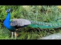 Immersive peacock watching! 🤗 Indian Peafowl 📸 Peacock walking around 💚🦚🌤️ Peacock feathers🪶🪽