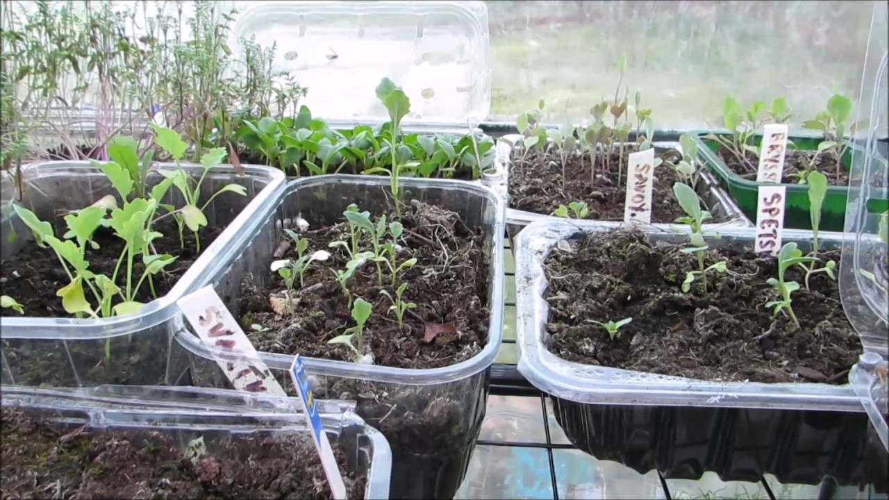 Kålplantor omplanteras och potatis sätts