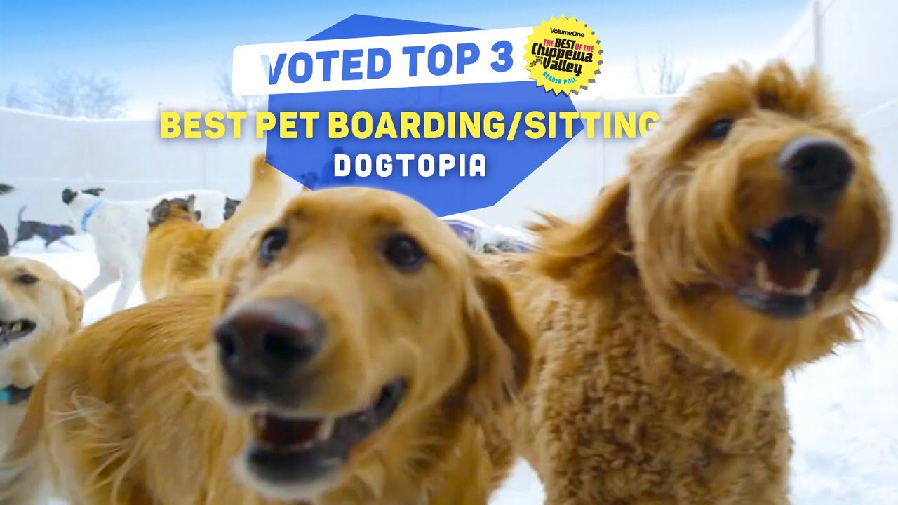Meet the Best: Dogtopia