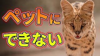 Explanation] Here's why you can't keep a serval as a pet - YouTube