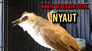 Download Lagu trucukan gacor ROPEL PANJANG pancingan trucukan agar bunyi jadikan burung trucuk gacor NYAUT MP3