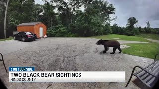 Two black bear sightings in Utica area, sheriff says