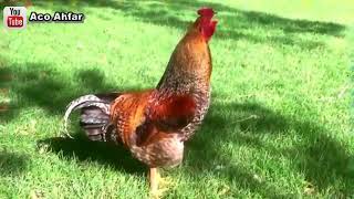 Ayam nyanyi edan turun