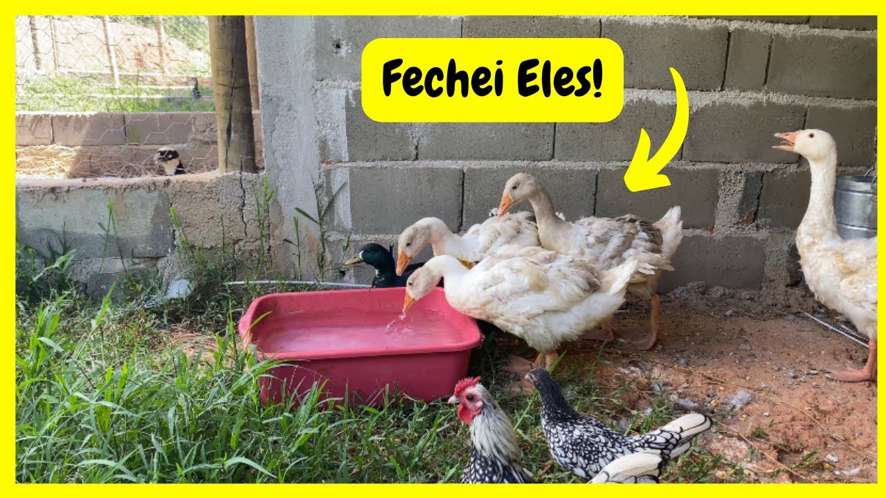 Fechamos os Gansos Sebastopol e Marrecos Mini Cool | Gutejando 