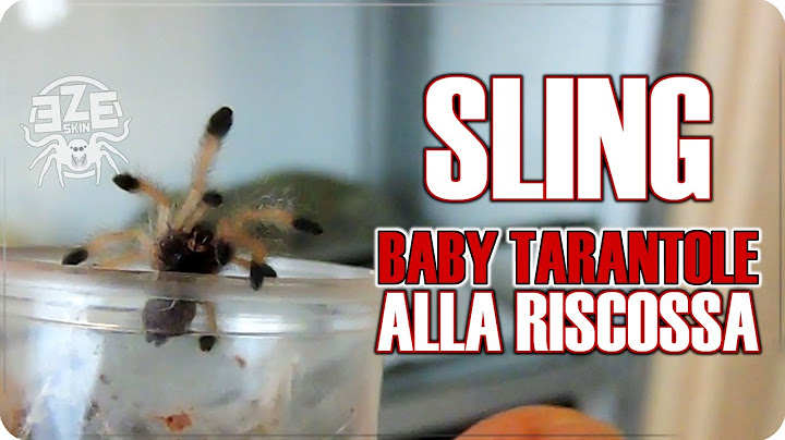 SLING & BABY TARANTOLE : Cosa Sapere sui Cuccioli di Ragno