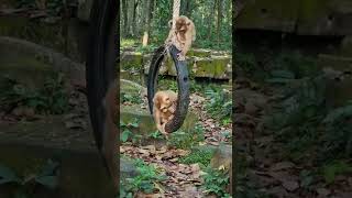 Lyra Dawn & MR Jimmy enjoys riding on swing so happy