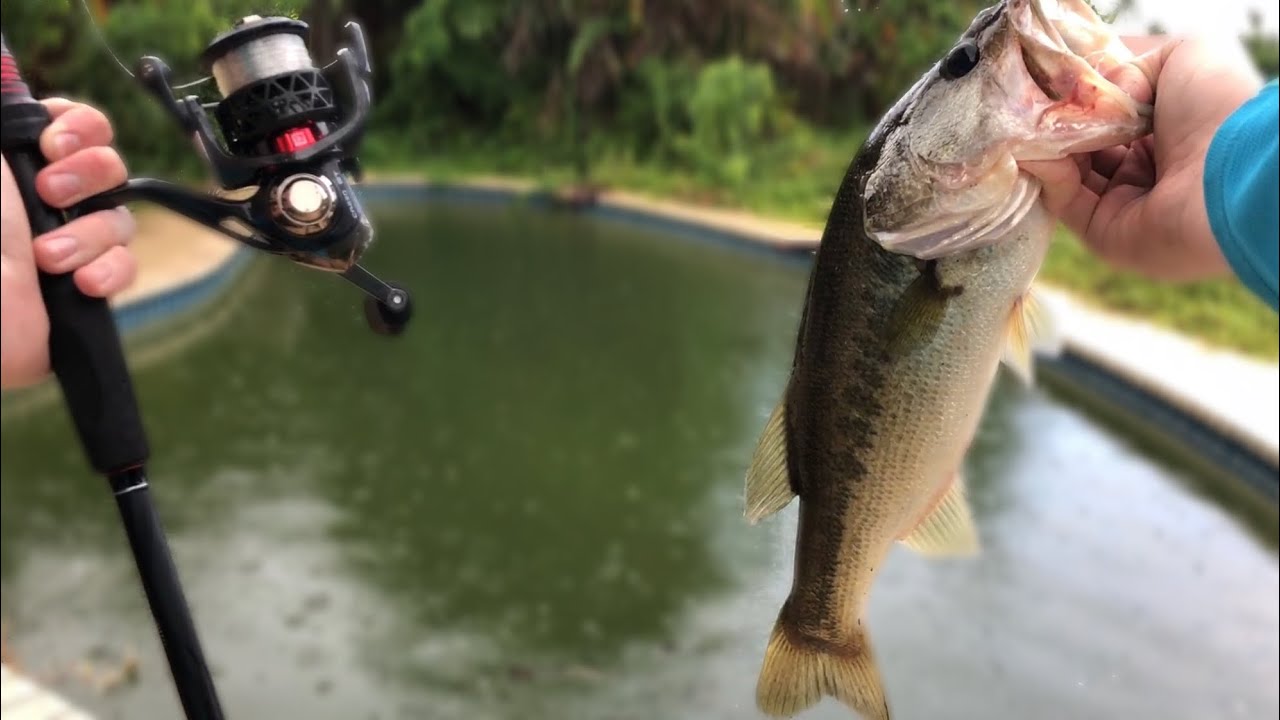 Catching BIG BASS in a SWIMMING POOL! (not clickbait) 