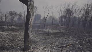 What Caused the Dixie Fire to Start and What Happened There?