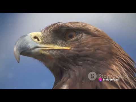 Two of the dangerous eagle species. - YouTube