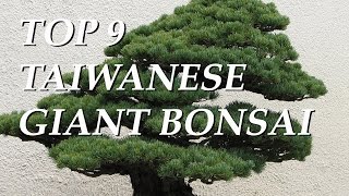 Top 9 Taiwanese Giant Bonsai