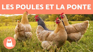 Comment sont les premiers œufs de poule ?