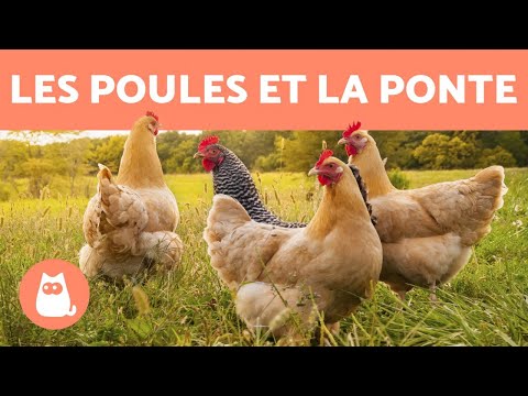 Vidéo: Où les poules pondent-elles leurs œufs ?