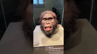 Australopithecus Afric