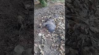 Mikat Ayam Koq Mala Dapat Badol.