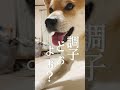 自分を見失う柴犬こむぎ【あるじのステップ】#shorts