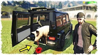 Геликпен аңға шығып, шошқа ұстадым | GTA 5