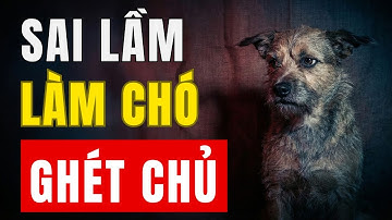 15 Sai Lầm Khiến Chó GHÉT Bạn Suốt Đời