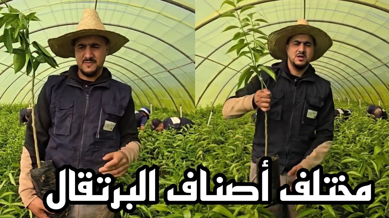 تعرف على مختلف أنواع الحمضيات🍊🍋 أصناف موسمية مبكرة ومتأخرة النضج