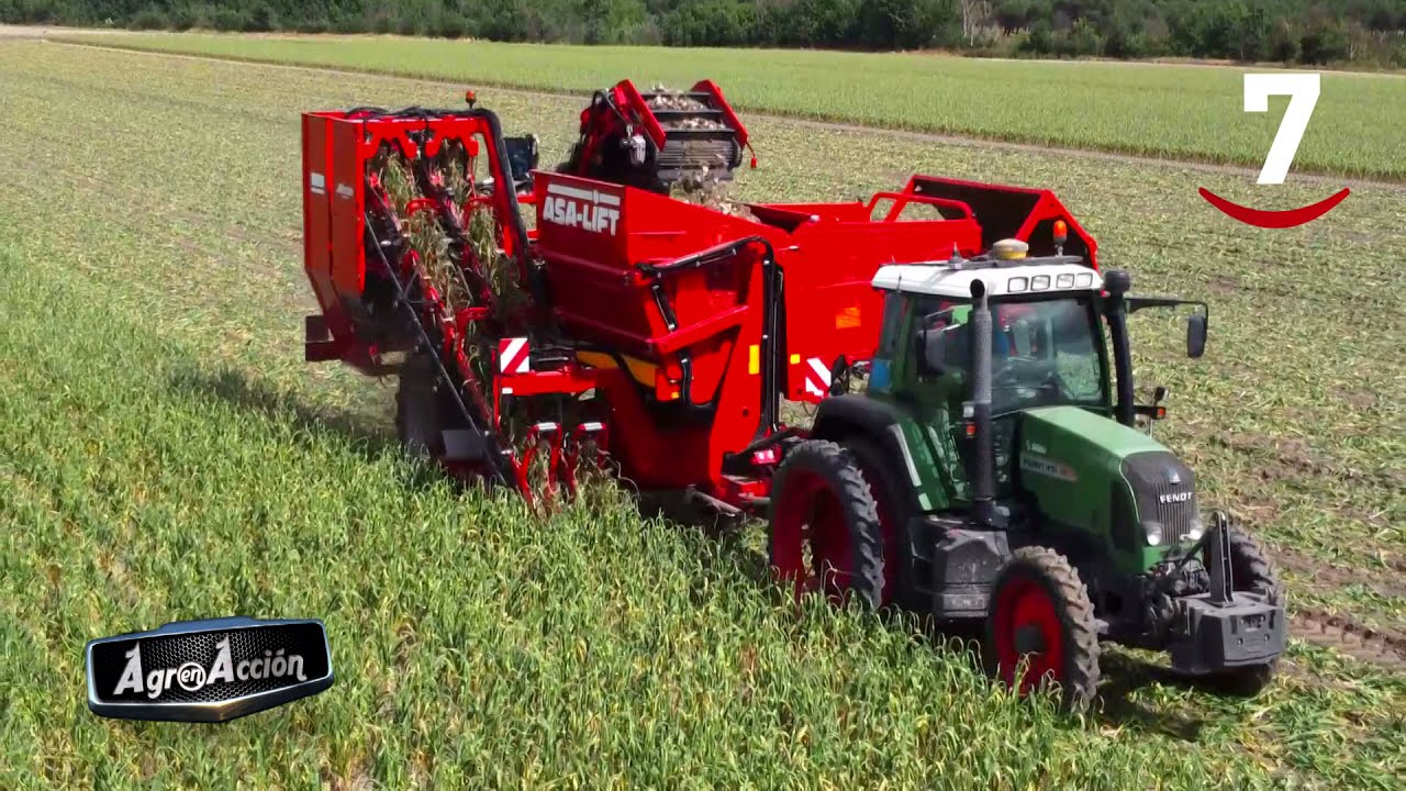 Funcionamiento cosechadora de ajos ASA LIFT T260B | Alfersán Maquinaria Agrícola