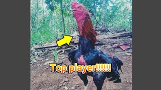 Story' wa ayam petarung,