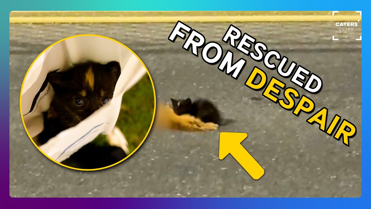 Cat Rescued From Despair - YouTube