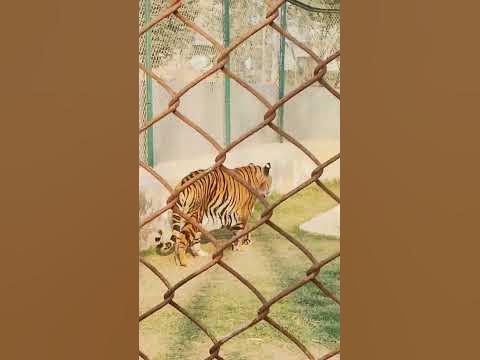 zoo scene - YouTube