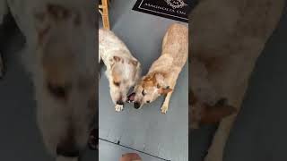 I'm off to help 1 of these 2 big fun. 😀 #dogwhisperer #dogpsychology #puppywhisperer #stumpy