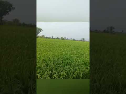 beautiful paddy field photography||nature||#shorts #nature #youtubeshorts