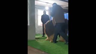 Шикарный Тибетский Мастиф. Tibetan mastiff.