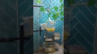 Yeni Yılın Ilk Işlemeleri Üstelik Artı Black Face Ler