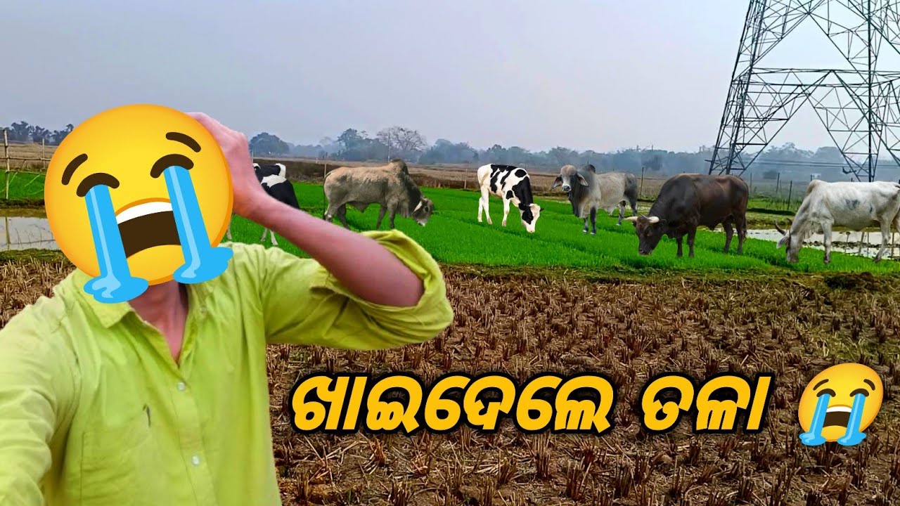 ଆମ ତଳା ବିଲରେ ଗୋରୁ ଖାଇଦେଲେ ତଳା! 😭🐄 || Village Farming Vlog || Darbar Pur Toka ||