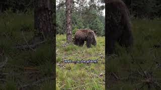 I Didn't Expect to See This Side of a Grizzly 🥹🐻