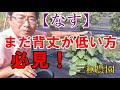 【ナス】の背丈がまだ低い方、今のうちにやっておきたい剪定と誘因作業NO308