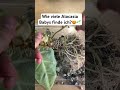 Alle Rhizome seht ihr hier👆🏼 #pflanzen #pflanzentipps #ableger #alocasia #rhizome
