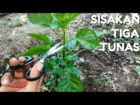 Video: Fitur Teknologi Pertanian Raspberry, Penanaman Bibit Dan Pemangkasan Semak - 3