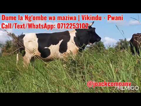 TUNAUZA DUME LA NG OMBE WA MAZIWA 