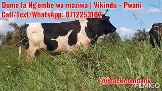 TUNAUZA DUME LA NG'OMBE WA MAZIWA