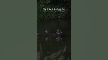 سورة فصلت  آية ٣٠  محمد ايوب