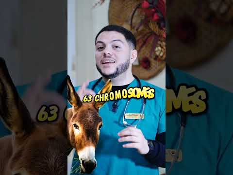   هل تعلم لماذا البغل عقيم