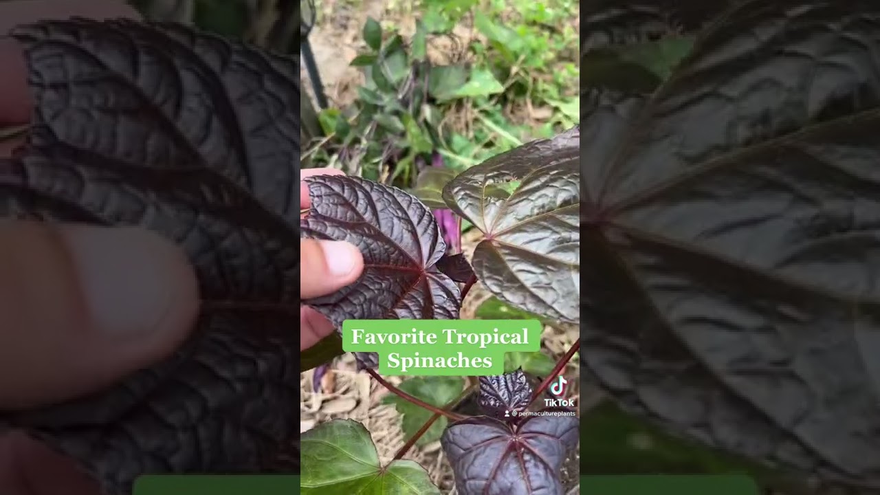 5 Favorite Tropical Spinaches that are great for USDA zones 8-12 