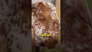 May the sadness in his eyes awaken mercy for animals 💔