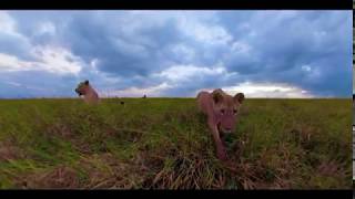 Lion Attacks And Steals Gopro Fusion