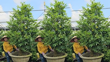 Chợ Mai 18/11☎️0939683358👉🏻Chào Bán Cặp Mai Cúc Thọ Hương ghép tứ quý, tàng thông, nụ kẹo, giá tốt