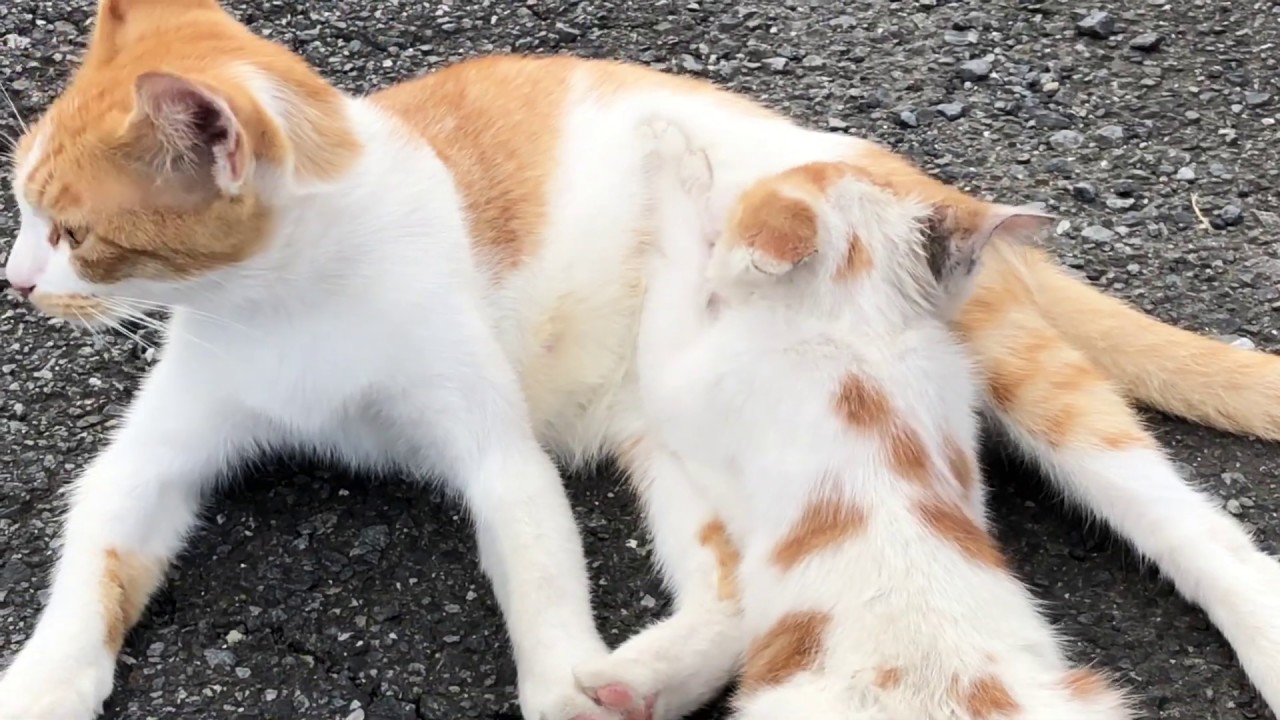 (子猫)白茶子猫(しー)、おっぱいをひたすら飲む/White and red tabby kitten drinks mom pussy boobs.