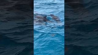 Dolphins playing on the bow, ready for us to swim with them!
Dolphins playing on the bow, ready for us to swim with them! Dolphins playing on the bow, ready for us to swim with them!