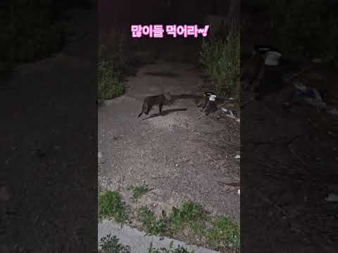 우리 길냥이들 #복순이 #까망이 #부산강서구