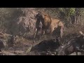 male lion hunt a wildebeest migration got one failed escape away video