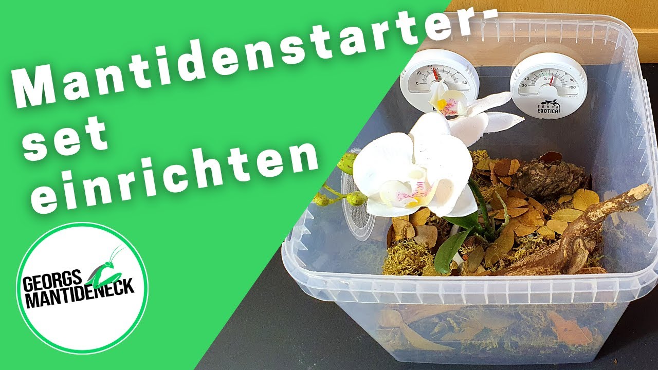 Einrichtung des Mantis Starter-Sets von Home of Insects